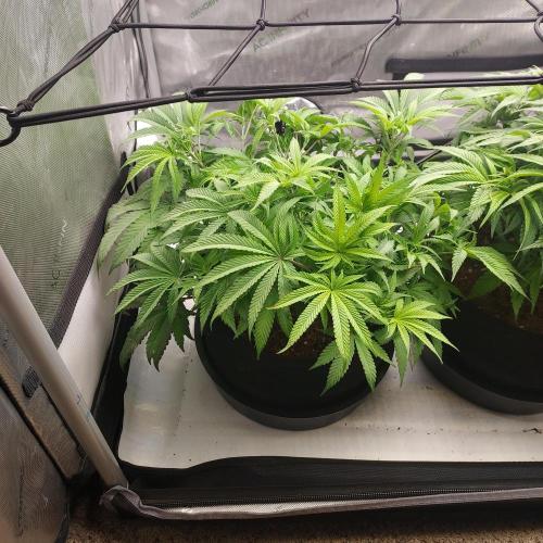 Punch Pie x 2 - Ready for a Knockout!. Week 7 - Flower Day 2