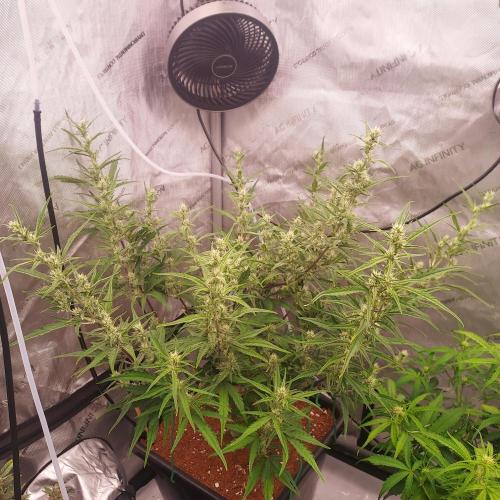 Critical Mass CBD Auto. Week 6 - Week 7 - Day 42 - Spread her out a bit, looking good!