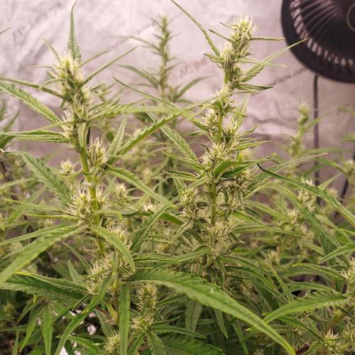 Critical Mass CBD Auto. Week 6 - Week 7 - Day 42 - Nice Skyline