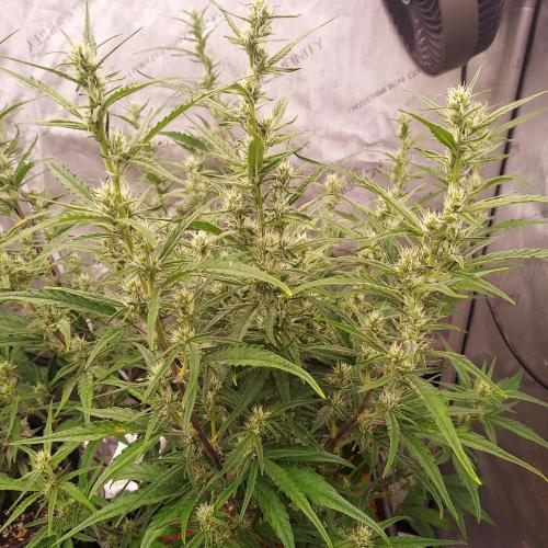 Critical Mass CBD Auto. Week 6 - Week 7 - Day 42 - Hopes are High