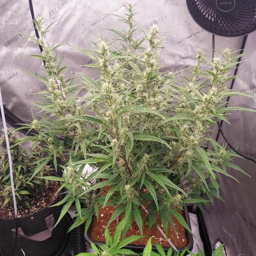 Critical Mass CBD Auto. Week 6 - Week 7 - Day 42 