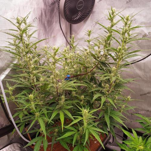 Critical Mass CBD Auto. Week 6 - Day 40