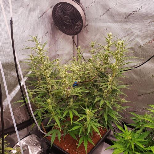 Critical Mass CBD Auto. Week 6 - Day 40