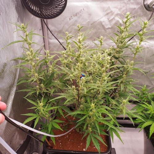 Critical Mass CBD Auto. Week 6 - Day 40