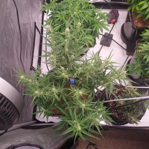 Critical Mass CBD Auto. Week 6 - Day 38