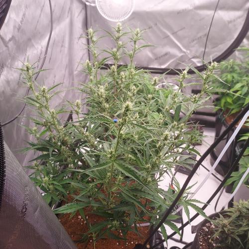 Critical Mass CBD Auto. Week 6 - Day 38