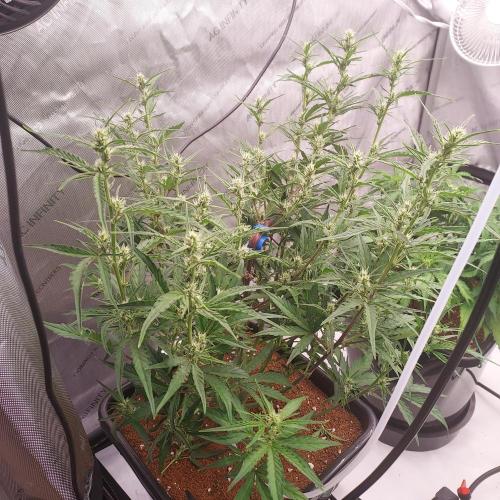 Critical Mass CBD Auto. Week 6 - Day 38