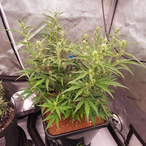 Critical Mass CBD Auto. Week 6 - Day 36