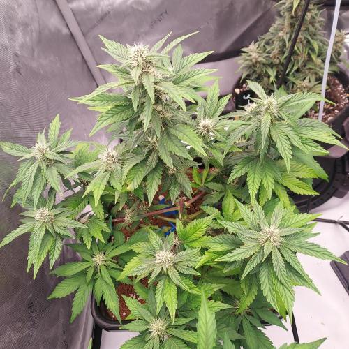 Lemon Cherry Cookies Auto. Week 6 - Week 7 - Day 42 - Good Training and Good Light Spread!