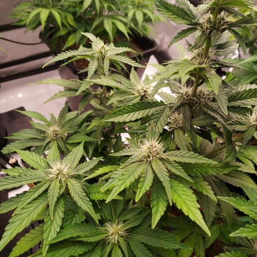 Lemon Cherry Cookies Auto. Week 6 - Day 40 - Lower Nugs