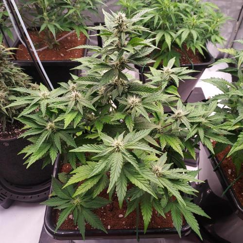 Lemon Cherry Cookies Auto. Week 6 - Day 40 - Beautiful Structure