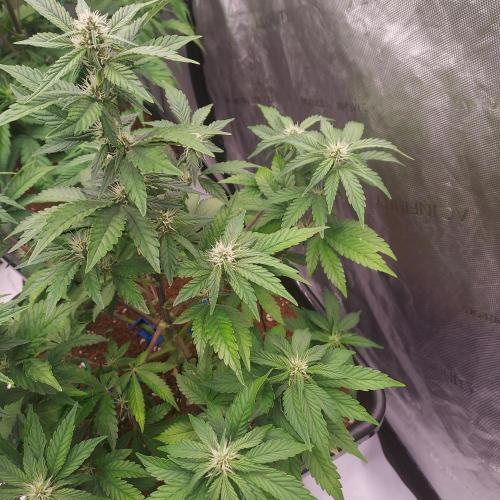 Lemon Cherry Cookies Auto. Week 6 - Day 38