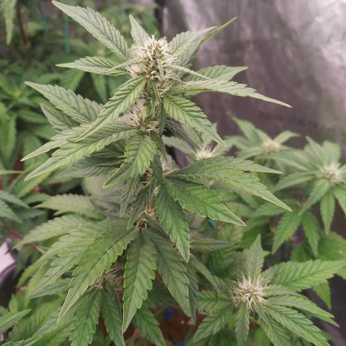 Lemon Cherry Cookies Auto. Week 6 - Day 38 - Happy!
