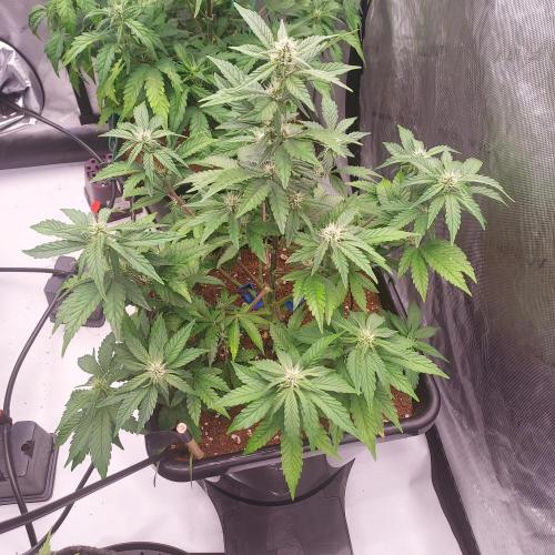 Lemon Cherry Cookies Auto. Week 6 - Day 38