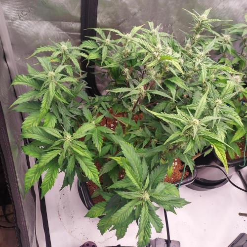 Strawberry Banana Auto. Week 6 - Week 7 - Day 42 - I Think She Recovered, I'll Monitor PH Daily