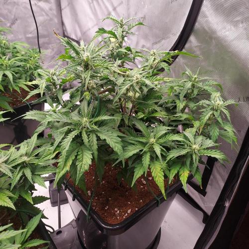 Strawberry Banana Auto. Week 6 - Day 40 - More PH and High EC reaction, but the whole tent shares reservoir