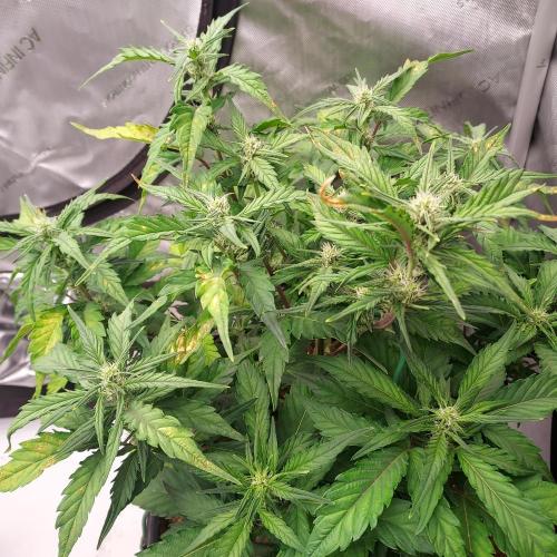 Strawberry Banana Auto. Week 6 - Day 40 - More PH and High EC reaction, but the whole tent shares reservoir