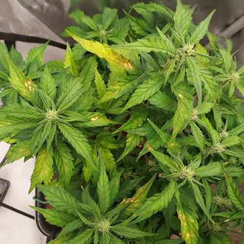 Strawberry Banana Auto. Week 6 - Day 40 - More PH and High EC reaction, but the whole tent shares reservoir