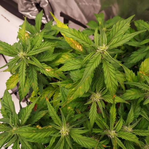 Strawberry Banana Auto. Week 6 - Day 40 - More PH and High EC reaction, but the whole tent shares reservoir