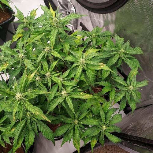 Strawberry Banana Auto. Week 6 - Day 40 - More PH and High EC reaction, but the whole tent shares reservoir