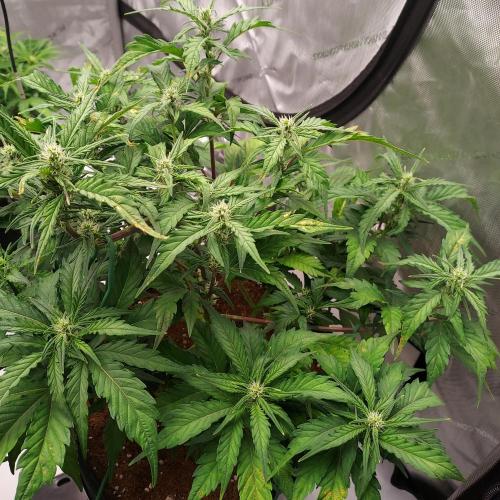 Strawberry Banana Auto. Week 6 - Day 40