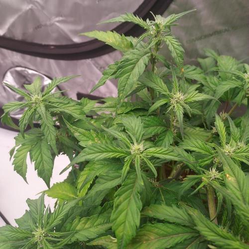 Strawberry Banana Auto. Week 6 - Day 38 - She reacted to PH issues, and I think EC 1.02 is the highest I can go