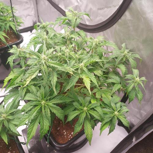 Strawberry Banana Auto. Week 6 - Day 38 - She reacted to PH issues, and I think EC 1.02 is the highest I can go