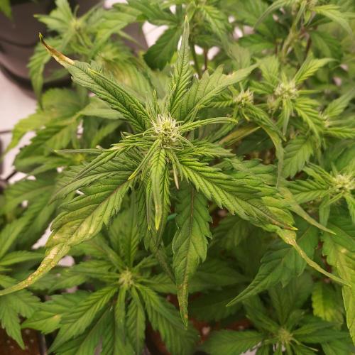 Strawberry Banana Auto. Week 6 - Day 38 - She reacted to PH issues, and I think EC 1.02 is the highest I can go