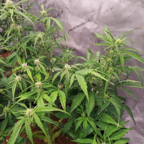 Hyperion F1. Week 6 - Week 7 - Day 42 - Stacking!