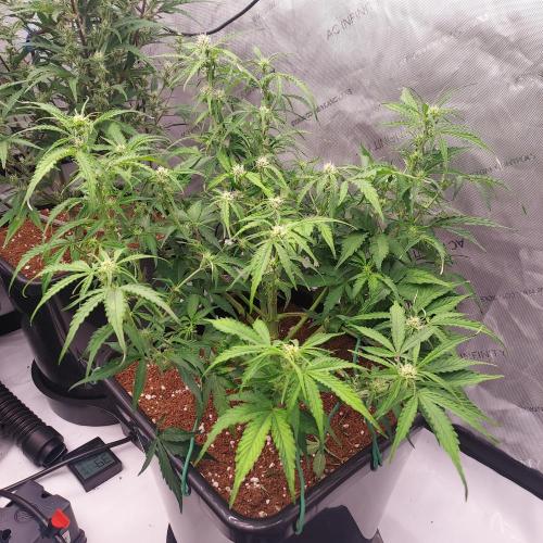 Hyperion F1. Week 6 - Week 7 - Day 42 - Thinned Out and Flowering!