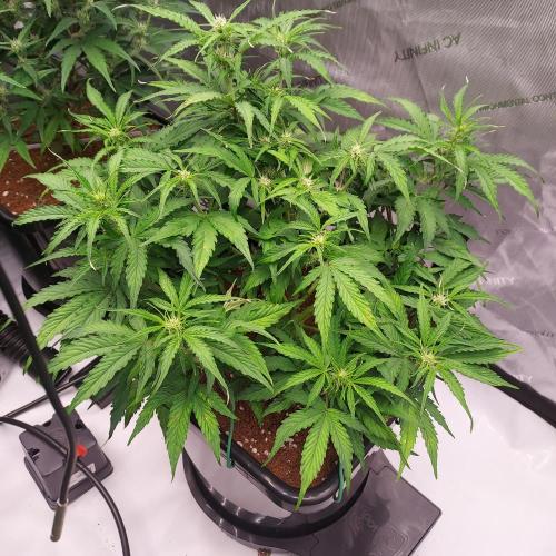 Hyperion F1. Week 6 - Day 40 - Great Structure