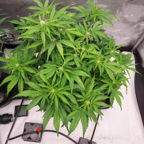 Hyperion F1. Week 6 - Day 40 - Beautiful Canopy 