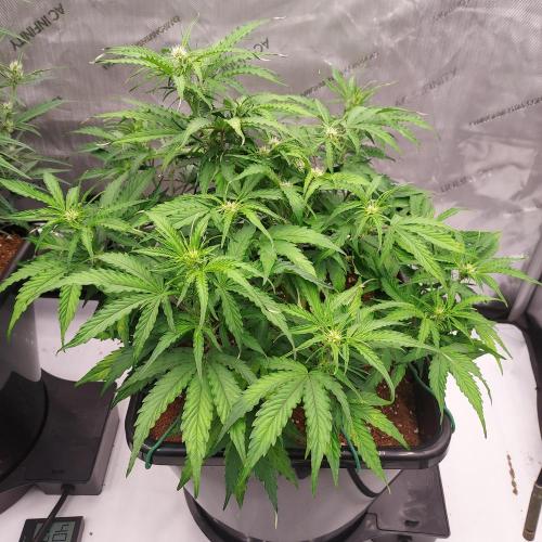 Hyperion F1. Week 6 - Day 40 - No PH Issues