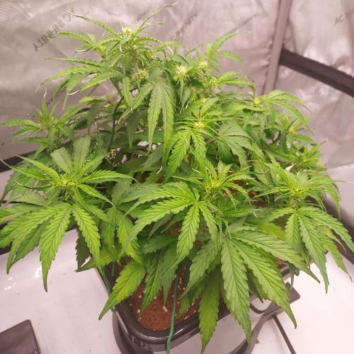 Hyperion F1. Week 6 - Day 38