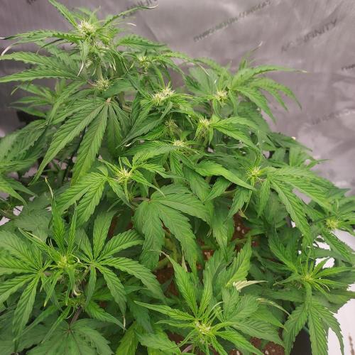 Hyperion F1. Week 6 - Day 38 - Forest Canopy