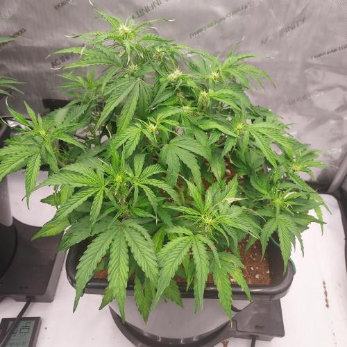 Hyperion F1. Week 6 - Day 38 - Nice Training Response