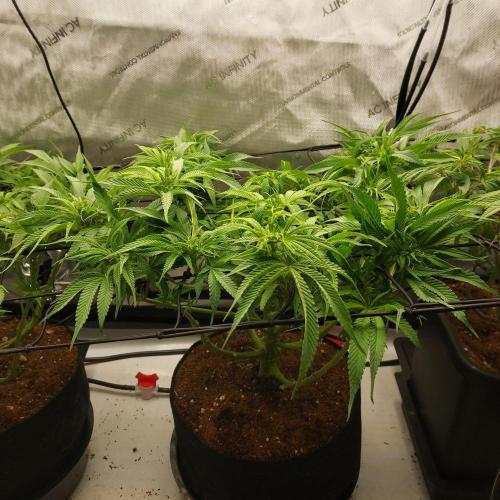 Punch Pie x 2 - Ready for a Knockout!. Week 8 - Week 8 - Day 56 - Training From The Bottom