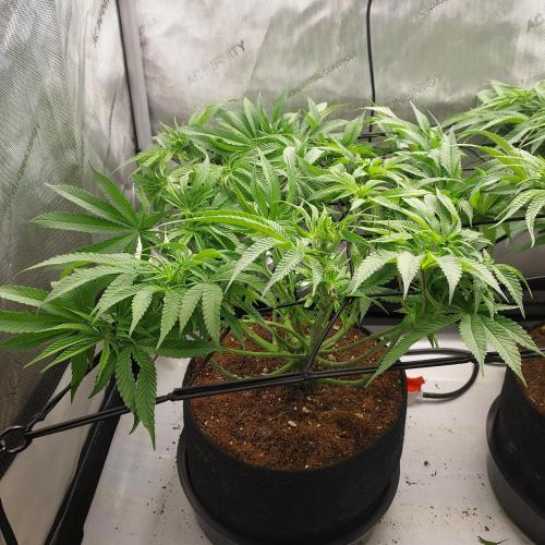 Punch Pie x 2 - Ready for a Knockout!. Week 8 - Day 57 - Top Prioritization and Done with ScrOG