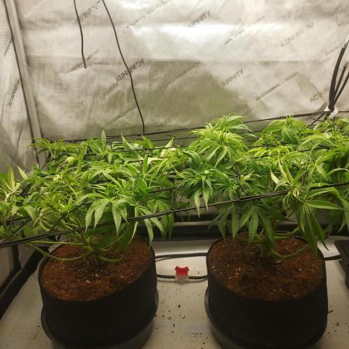 Punch Pie x 2 - Ready for a Knockout!. Week 8 - Week 8 - Day 56 - Final Tuck