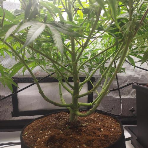 Punch Pie x 2 - Ready for a Knockout!. Week 8 - Week 8 - Day 56 - Training From The Bottom