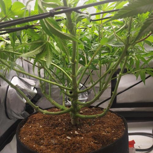 Punch Pie x 2 - Ready for a Knockout!. Week 8 - Week 8 - Day 56 - Training From The Bottom 