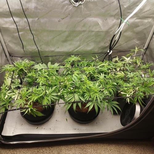 Punch Pie x 2 - Ready for a Knockout!. Week 8 - Day 54 - Continuing to ScrOG