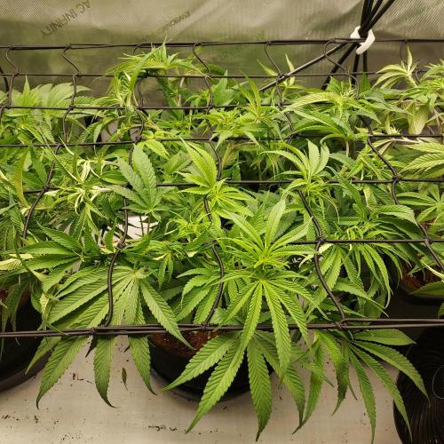 Punch Pie x 2 - Ready for a Knockout!. Week 8 - Day 54 - Continuing to ScrOG