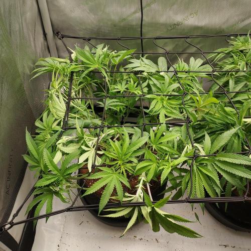 Punch Pie x 2 - Ready for a Knockout!. Week 8 - Day 54 - Continuing to ScrOG