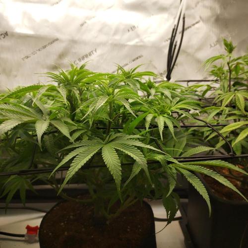 Punch Pie x 2 - Ready for a Knockout!. Week 8 - Day 54 - Pre-Tuck