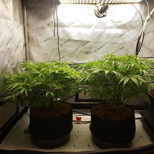 Punch Pie x 2 - Ready for a Knockout!. Week 8 - Day 54 - Pre-Tuck