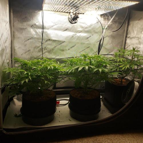 Punch Pie x 2 - Ready for a Knockout!. Week 8 - Day 53