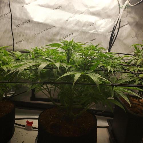 Punch Pie x 2 - Ready for a Knockout!. Week 8 - Day 53