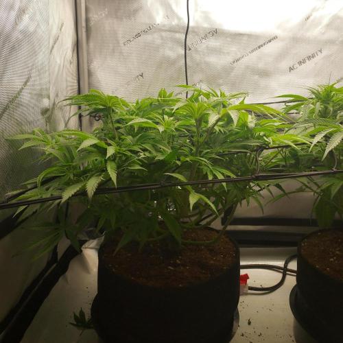 Punch Pie x 2 - Ready for a Knockout!. Week 8 - Day 53
