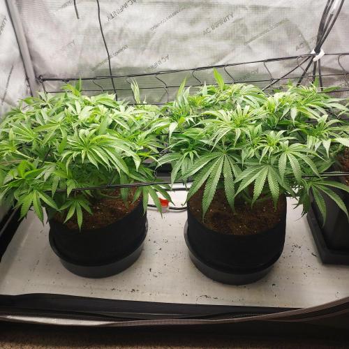 Punch Pie x 2 - Ready for a Knockout!. Week 8 - Day 51